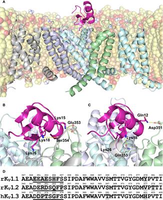 Tuning Scorpion Toxin Selectivity: Switching From KV1.1 to KV1.3